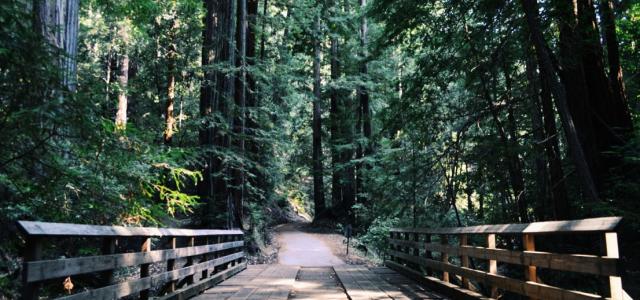 Bridge In the forest