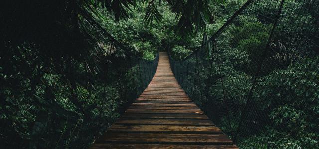 Wooden suspended bridge in a forest